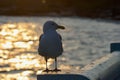 Adult glaucus-winged gull stands on a railing silhouetted by setting sun reflecting off of the sea