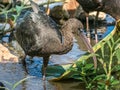 Adult Glossy Ibis Royalty Free Stock Photo