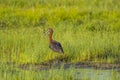 Adult Glossy Ibis Standing on Edge of Mudflat