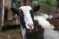 Adult goat in with big horns looks at you and ask for some meal Royalty Free Stock Photo