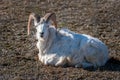 An adult goat with huge swirling horns and white hair is resting