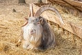 adult goat Saanen breed with big horns on the farm