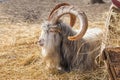 adult goat Saanen breed with big horns on the farm