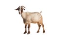 Adult Goat Standing: Single goat with white and light brown, standing isolated on a white background Royalty Free Stock Photo