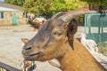 Adult goat in the zoo. Portrait in the aviary