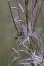 An adult golden digger wasp , Sphex funerarius, hiding in the pu