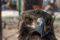 Portrait of a golden eagle in the aviary of a farm. Keeping the Iranian eagle in the zoo Royalty Free Stock Photo