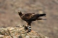 golden eagle in the mountains of the sierra abulense eating the carrion of a genet Royalty Free Stock Photo