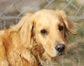 Adult golden retriever dog