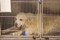 Golden Retriever dog patient in the cage of veterinary clinic. Dog's paw with catheter for a dropper under bandage. Royalty Free Stock Photo