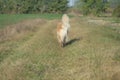 An adult Golden Retriever dog runs in an open field with green grass.
