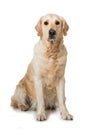 Adult golden retriever dog sitting on white background Royalty Free Stock Photo