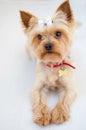 Adult golden yorkshire terrier mini toy Royalty Free Stock Photo