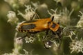 an adult goldenrod soldier beetle a.k.a Pennsylvania leatherwing Chauliognathus pensylvanicus Royalty Free Stock Photo