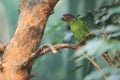 Goldie lorikeet Royalty Free Stock Photo