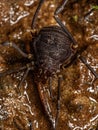 Adult Gonyleptid Harvestmen