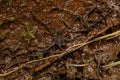 Adult Gonyleptid Harvestmen