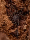 Adult Gonyleptid Harvestmen