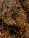 Adult Gonyleptid Harvestmen