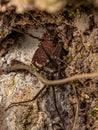 Adult Gonyleptid Harvestmen