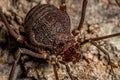 Adult Gonyleptid Harvestmen