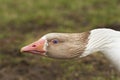 Adult goose with a defensive attitude