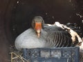 Greylag goose in nest 05