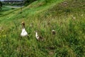 Adult goose mom with small fluffy goslings graze in tall green grass