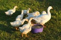 Adult goose and young goslings