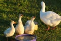 Adult goose and young goslings