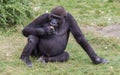 Adult gorilla eating