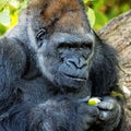 Adult gorilla examining a seed or berry