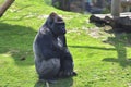 Adult gorilla in green grass