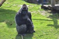 Adult gorilla in green grass