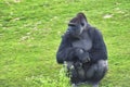 Adult gorilla in green grass