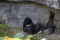Adult Gorilla On the Ground Laughing