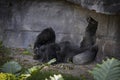 Adult Gorilla Looking at Camera