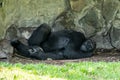 Adult gorilla is lounging on the ground in its rocky habitat