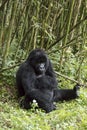 Adult gorilla in Volcanoes National Park, Virunga, Rwanda