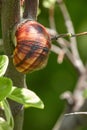 Adult grape snail on the quince tree