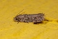 Adult Grass Tubeworm Moth Royalty Free Stock Photo