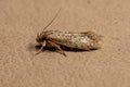 Adult Grass Tubeworm Moth Royalty Free Stock Photo