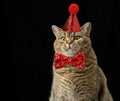 An adult gray cat in a red shiny cap and a bow tie around his neck. The animal sits with a funny serious muzzle on a black