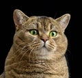 Adult gray cat Scottish Straight sits on a black background. Sad and angry muzzle