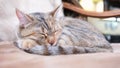 An adult gray cat sleeping and wiggles its ears on chair inside the house. Natural day light. Royalty Free Stock Photo