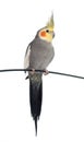 Adult gray Cockatiel Royalty Free Stock Photo