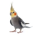 Adult gray Cockatiel Royalty Free Stock Photo