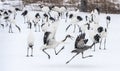 The adult gray crane runs away from the Juvenile red-crowned crane.