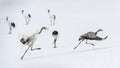 The adult gray crane runs away from the Juvenile red-crowned crane.