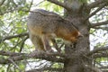 Adult Gray Fox in a Tree